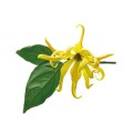 Olejek Ylang Ylang 10 ml - Mokosh