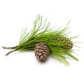 Olejek Cedrowy 10 ml - Mokosh