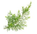 Olejek z Drzewa Herbacianego 10 ml - Mokosh