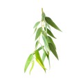 Olejek Eukaliptusowy 10 ml - Mokosh