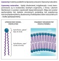 Liposol™ Liposomalny L-Glutation 500 mg smak cytrynowy 250 ml - Aliness